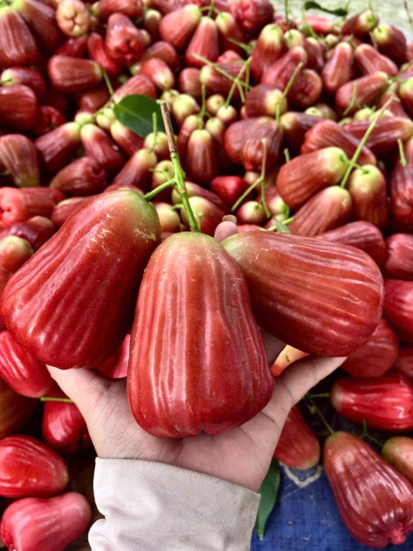 Mận An Phước