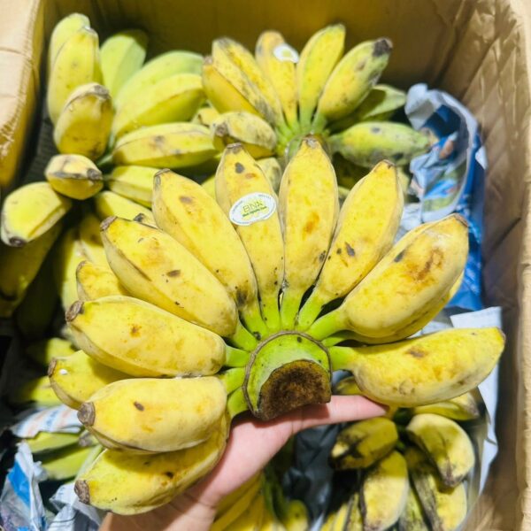 chuối sáp nghệ hàng nải thương hiệu Bình Nguyên Xanh chuối sáp nghệ Trà Vinh thương hiệu Bình Nguyên Xanh