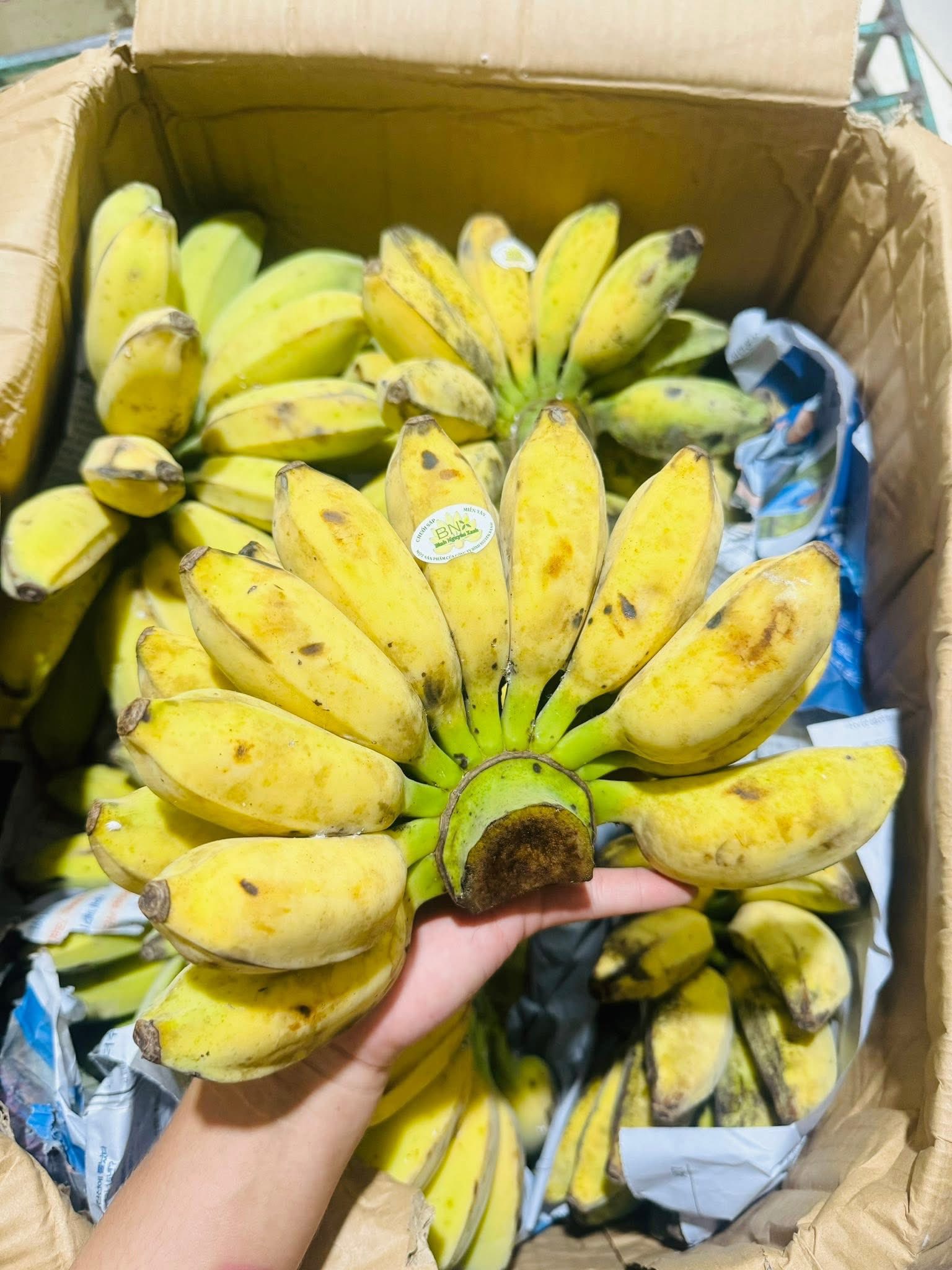 dừa sáp trà vinh