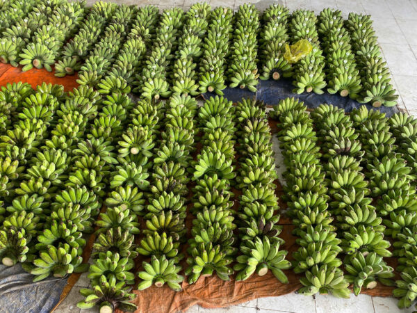 Chuối sáp nghệ Trà Vinh
