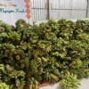 chuối sáp sỉ và lẻ bình nguyên xanh