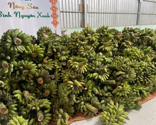 chuối sáp sỉ và lẻ bình nguyên xanh