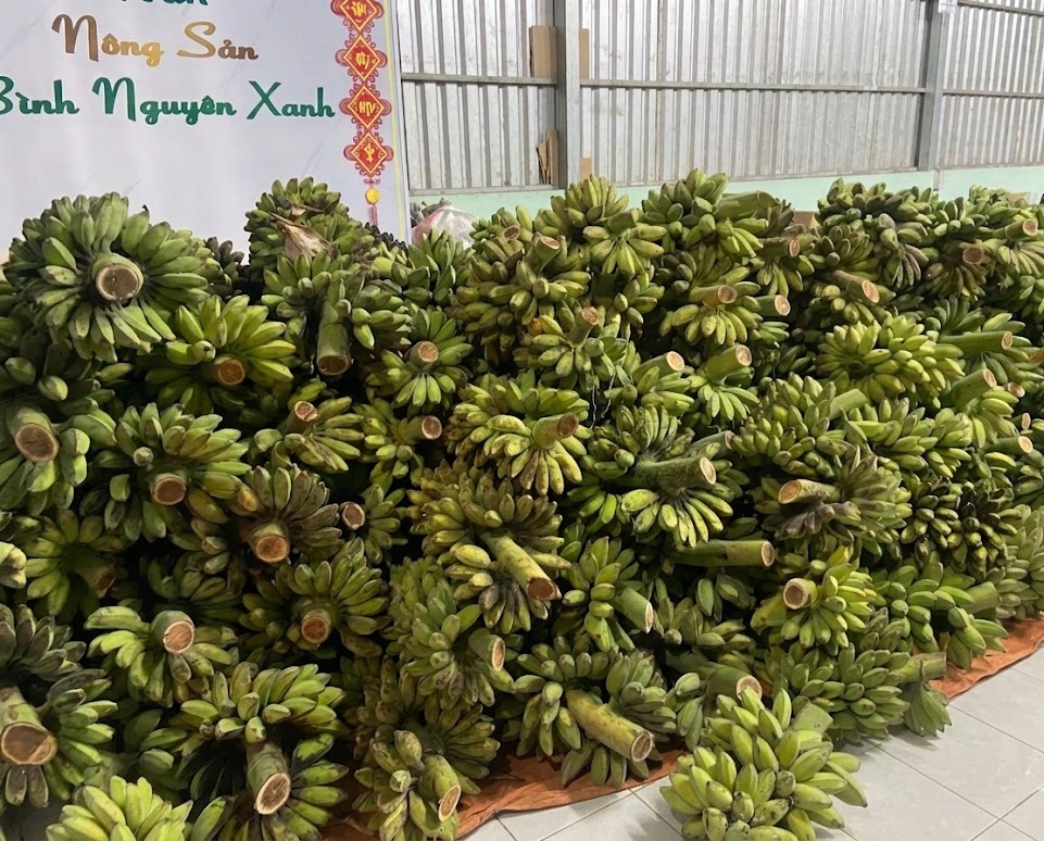chuối sáp sỉ và lẻ bình nguyên xanh