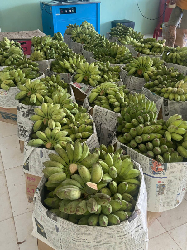 Chuối sáp nghệ Trà Vinh - Hàng loại 1 thương hiệu Bình Nguyên Xanh