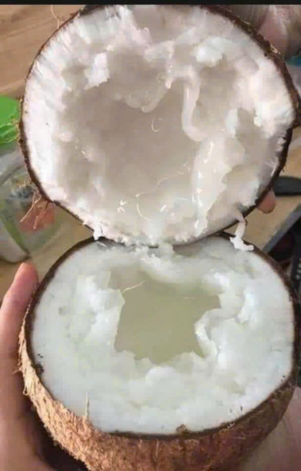 Dừa sáp Cầu Kè