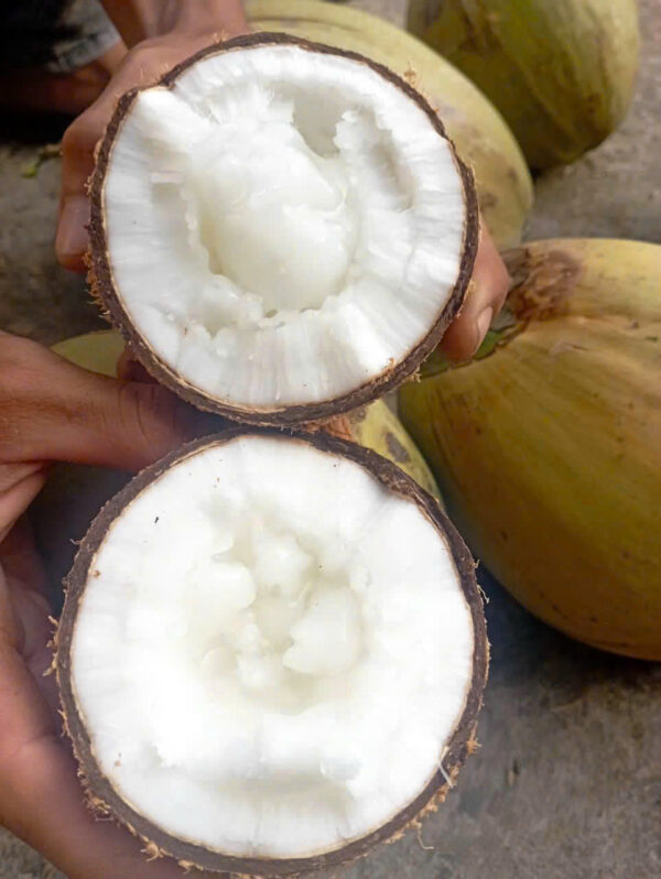 Dừa sáp Cầu Kè