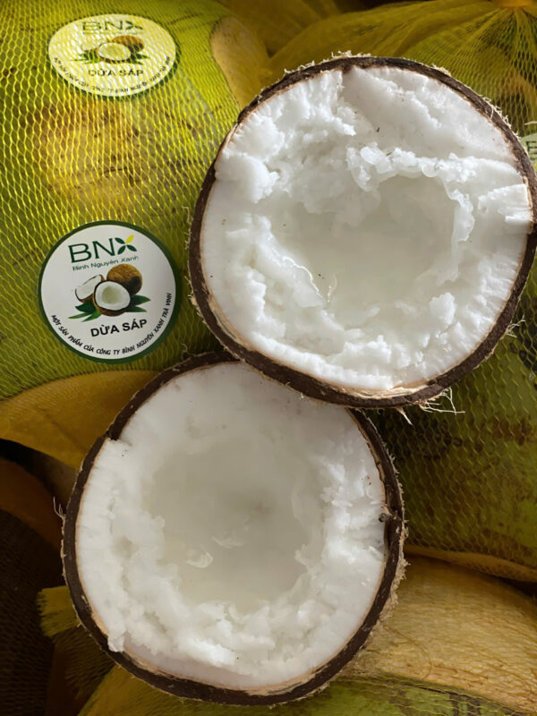 dừa sáp cầu kè trà vinh