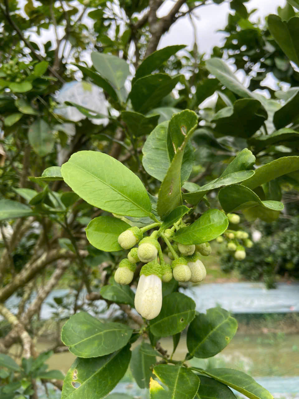 hoa bưởi da xanh tại vườn ở miền tây