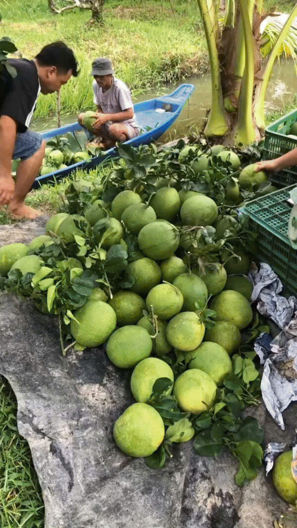 Bưởi Da Xanh Miền Tây