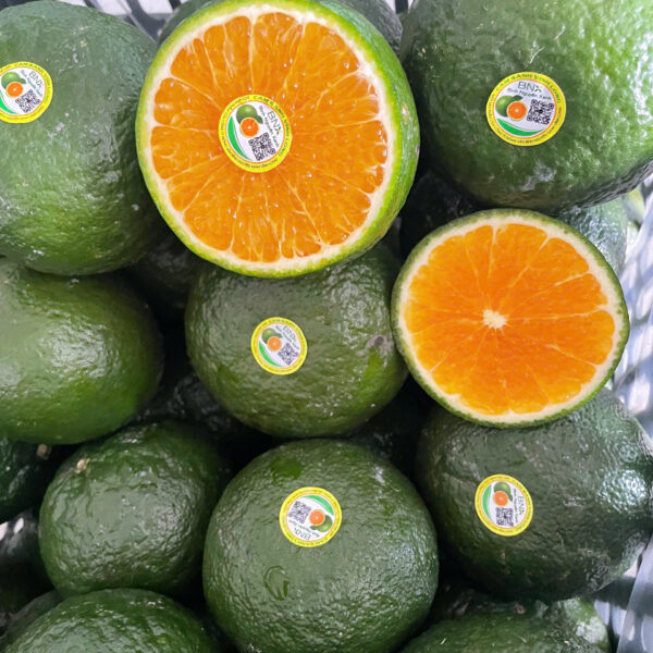 Cam sành Vĩnh Long