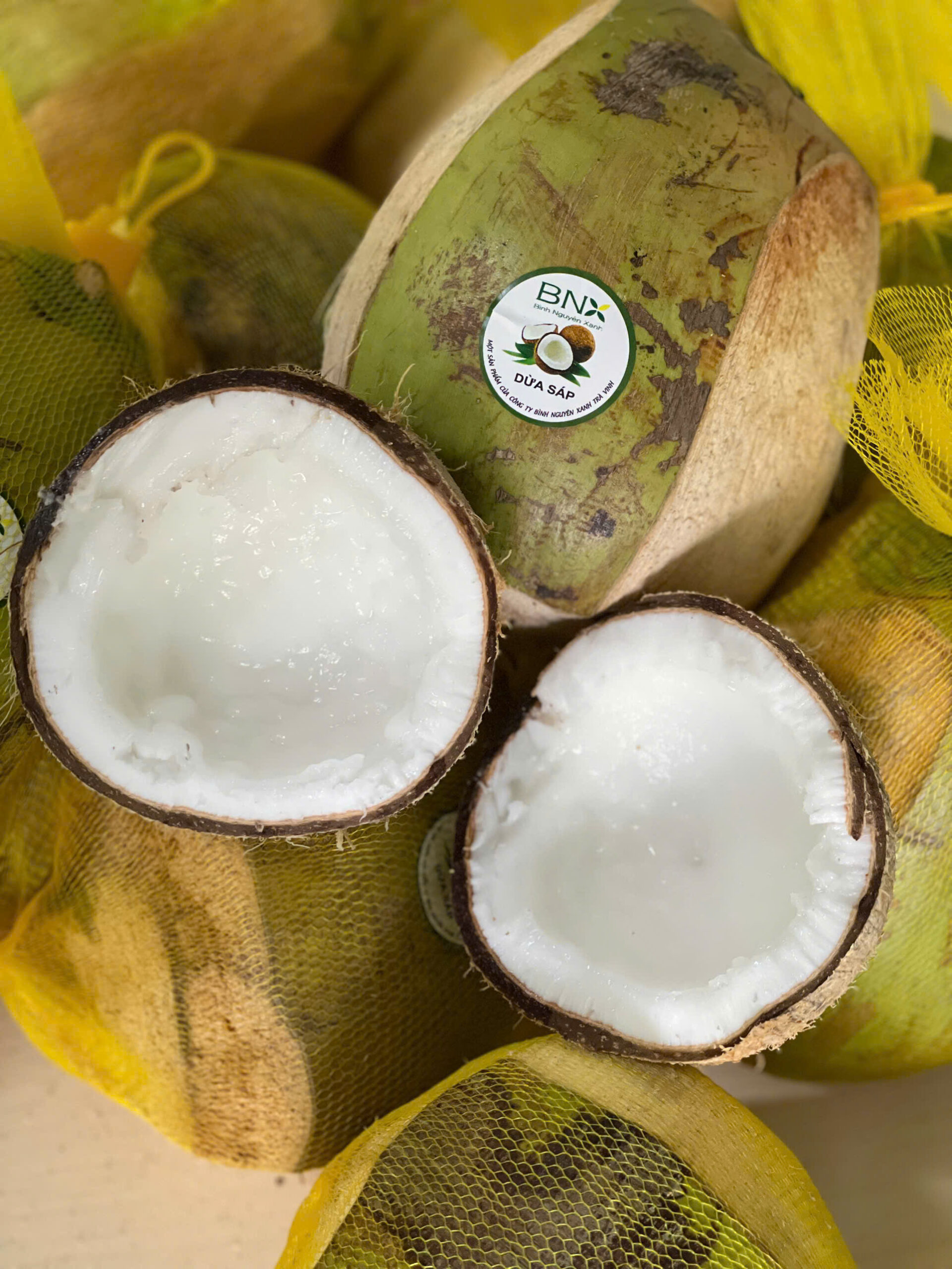 dừa sáp Bình Nguyên Xanh
