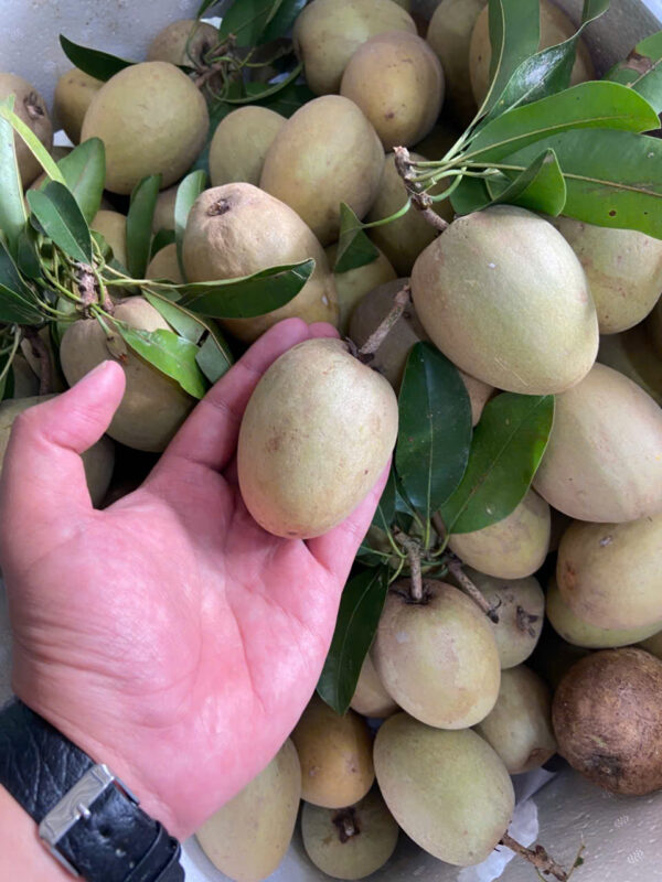 Hồng xiêm Tiền Giang