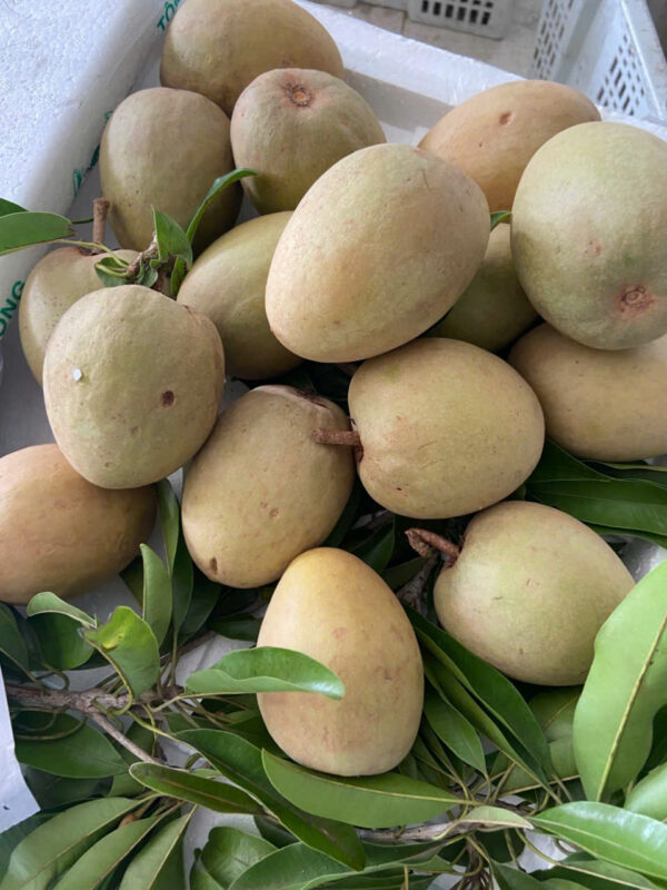 Hồng Xiêm (Saboche) Tiền Giang