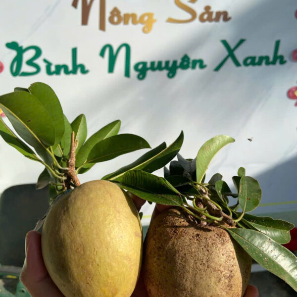 saboche -Tien-giang-binh-nguyen-xanh Hồng xiêm Tiền Giang
