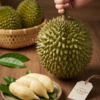 Sầu riêng chuồng bò