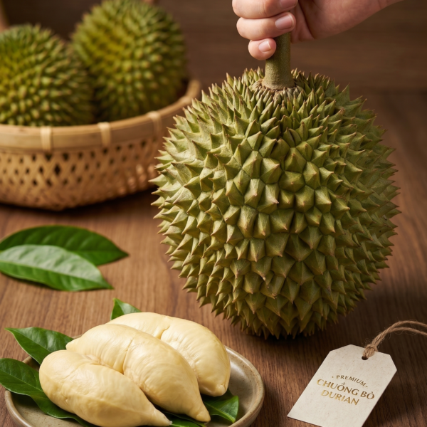 sau-rieng-chuong-bo Sầu riêng chuồng bò