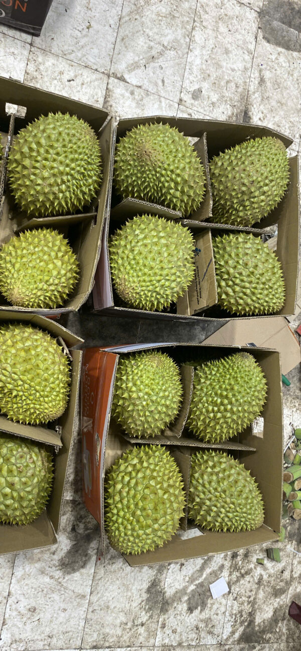 Sầu Riêng Ri6 Miền Tây Hàng loại 1