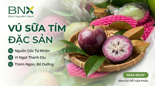 Vú sữa tím
