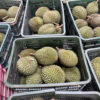 Sầu Riêng Chuồng Bò Hàng Loại 1