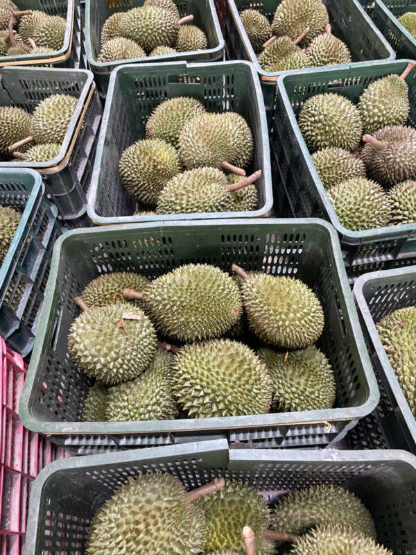Sầu Riêng Chuồng Bò Hàng Loại 1