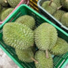 Sầu Riêng Chuồng Bò Hàng Loại 1