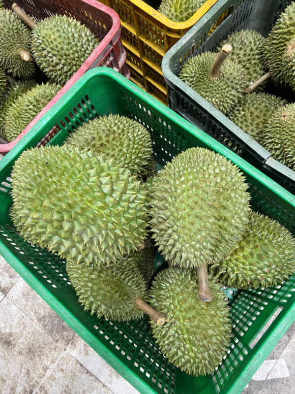 Sầu Riêng Chuồng Bò Hàng Loại 1