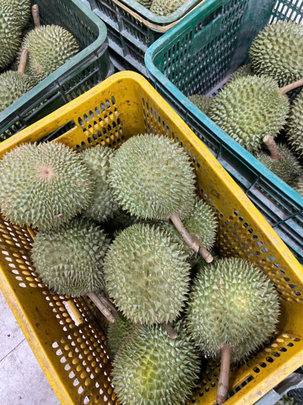 Sầu Riêng Chuồng Bò Hàng Loại 1