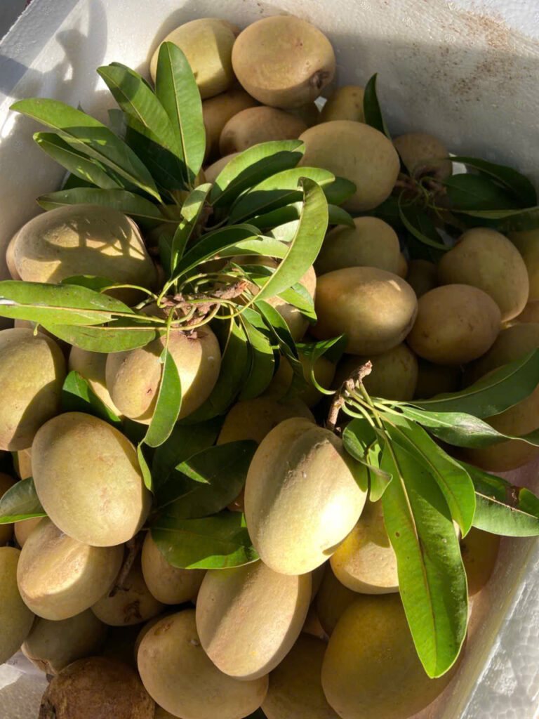 Hồng xiêm Tiền Giang