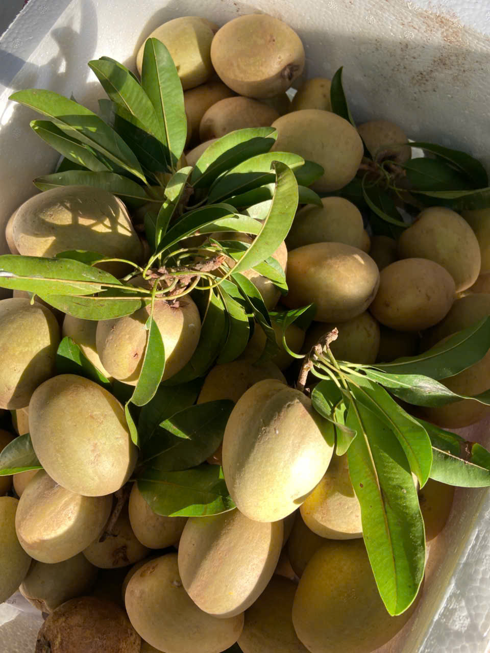 Hồng xiêm Tiền Giang