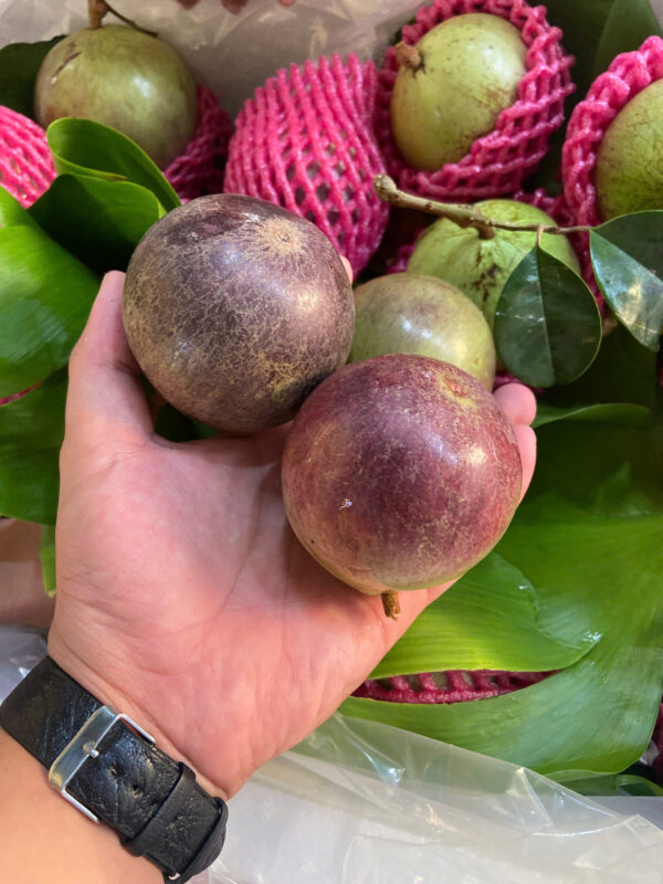 Vú Sữa Tím