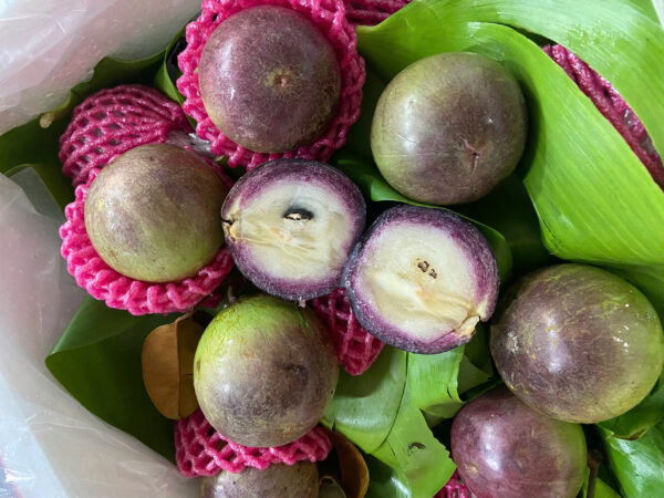 vú sữa tím
