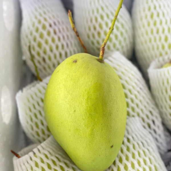 xoài tứ quý