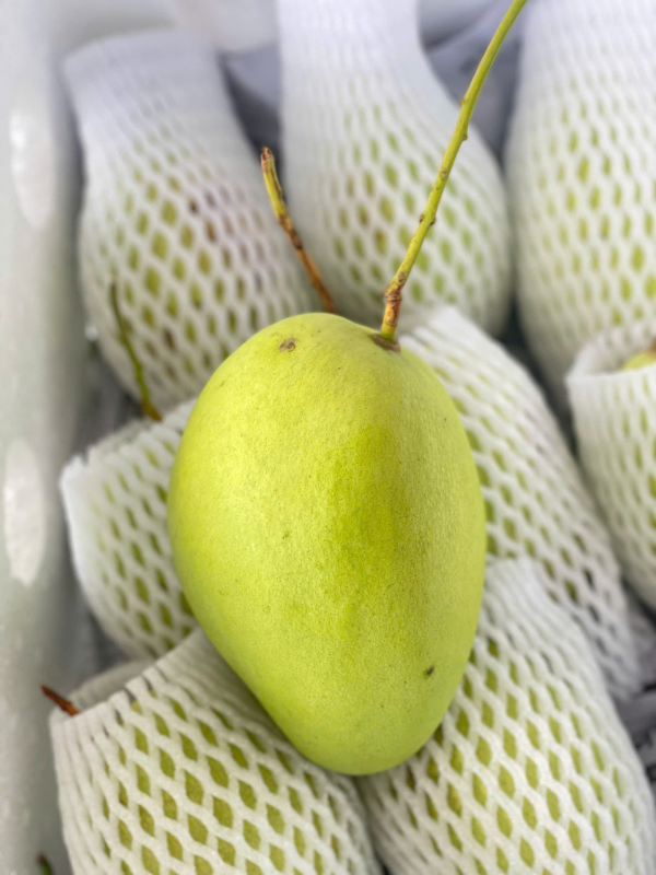 xoài tứ quý