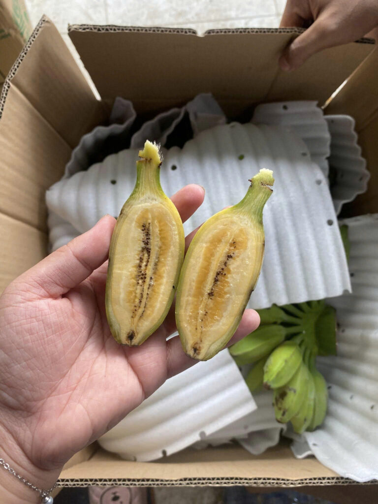 Chuối sáp rời