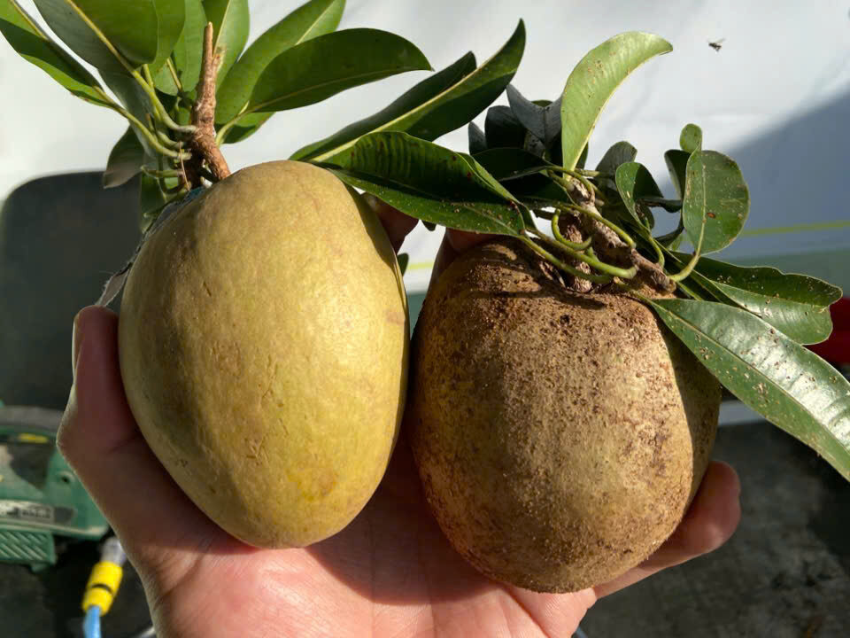 Hồng Xiêm (Saboche) Tiền Giang